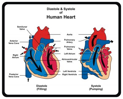قلب-چگونه-کار-می-کند؟-(فیلم)