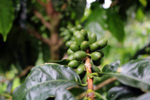 قهوه-نیکاراگوئه-،-یک-استثنا